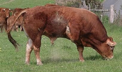 Uruguay se ubica como segundo proveedor de carne bovina a China