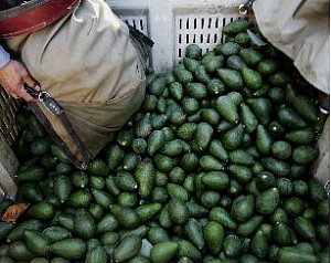 Confirman Apertura del Mercado de China a las Exportaciones de Paltas Chilenas