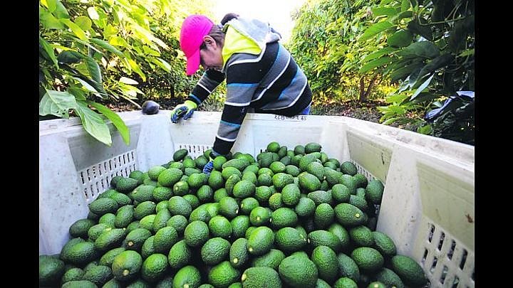 Ar&aacute;ndanos y paltas se abren paso en el comercio con la China