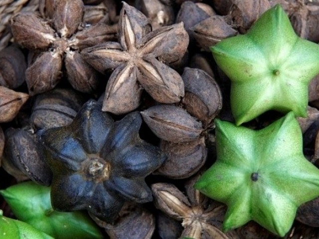 Exportaci&oacute;n de productos naturales de Per&uacute; a Corea del Sur aument&oacute; 2,333%