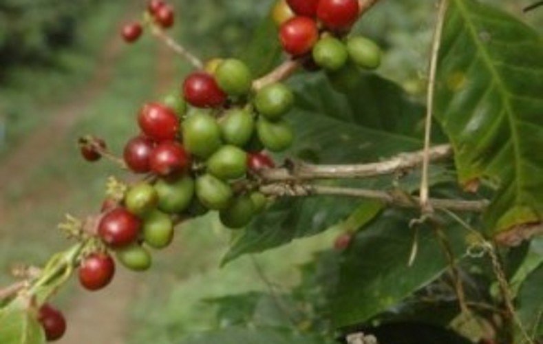 China, Taiw&aacute;n y Corea del Sur, mercados emergentes para el caf&eacute; de Guatemala