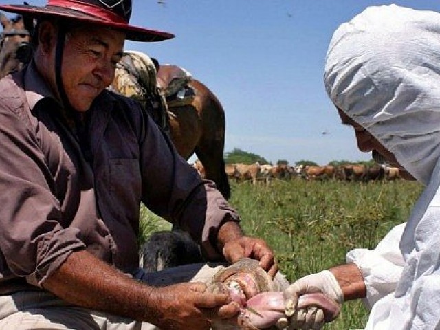 Laboratorio argentino comenz&oacute; a exportar vacunas contra la fiebre aftosa