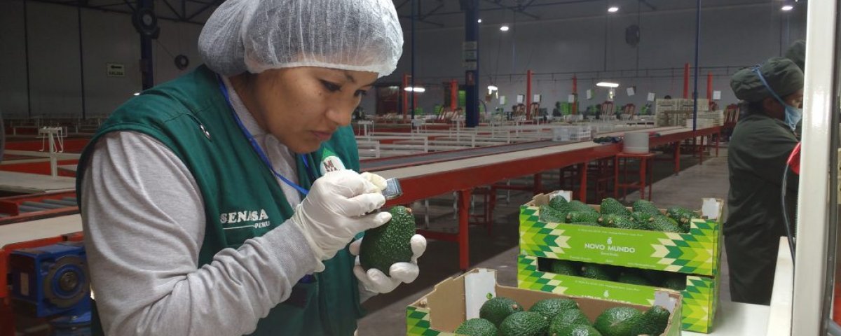 Palta peruana llegar&aacute; a Corea, Filipinas, Malasia y Tailandia