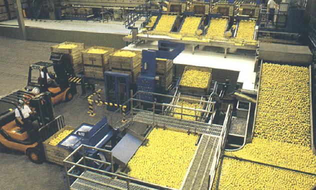 India will import Argentine lemons