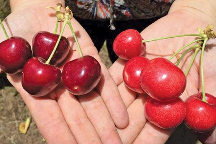 Chilean fruits will arrive at Vienamese market this year