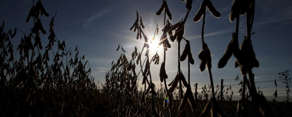 Argentina increases exportation of grains to Asia