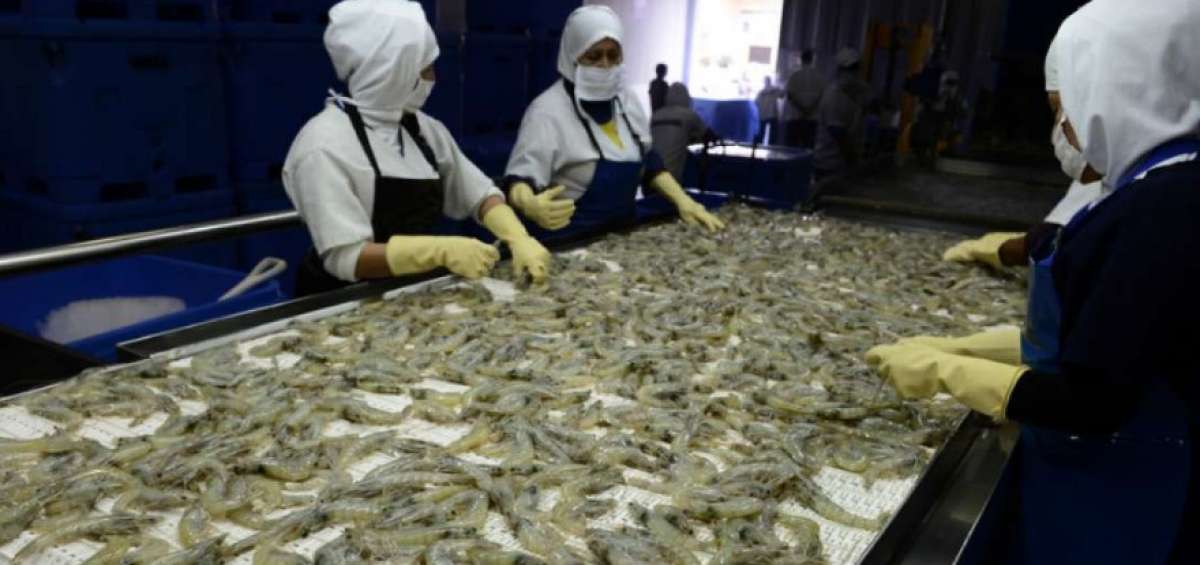 Ecuador y China suscriben protocolo para facilitar la exportaci&oacute;n de camar&oacute;n al pa&iacute;s asi&aacute;tico