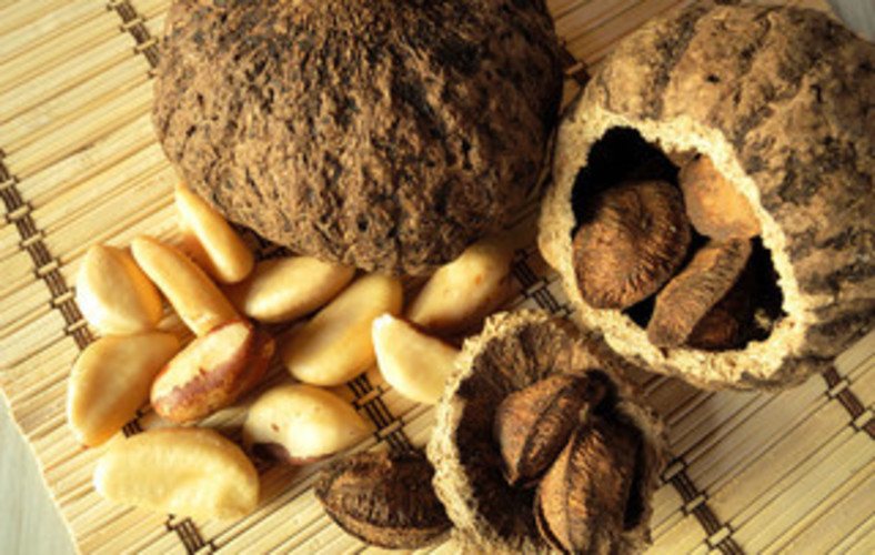 Peruvian 'Brazilian nuts' seeks to enter chinese market 