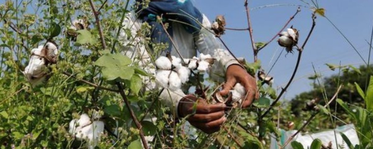 India's cotton exports have fallen all over the world, giving it an advantage to its Latin American rivals