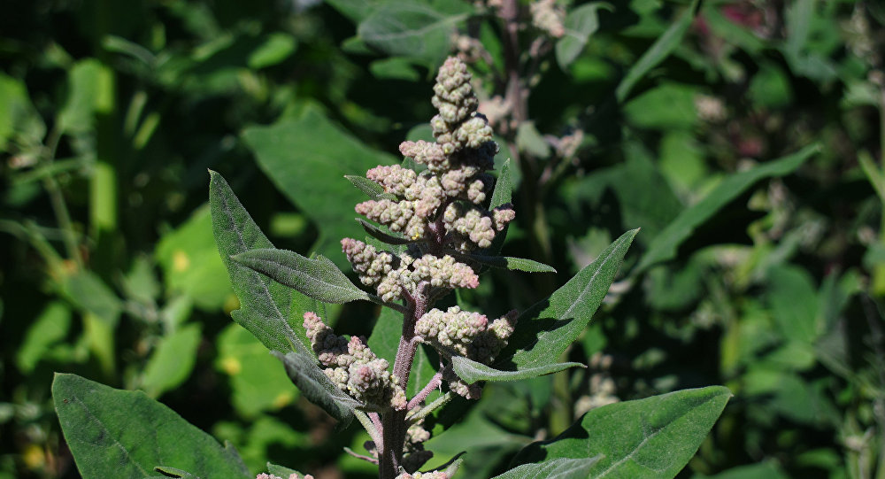Bolivia comienza a exportar quinua org&aacute;nica a China