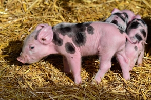 Panama prohibits the importation of pork from China and other countries affected by swine fever