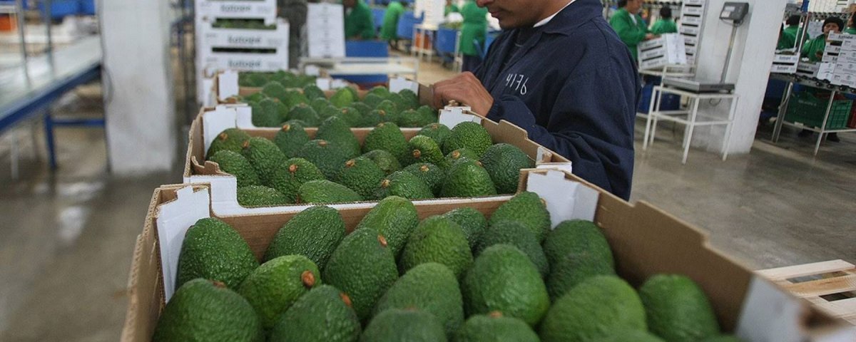 South Korea ready to receive Peruvian hass avocado