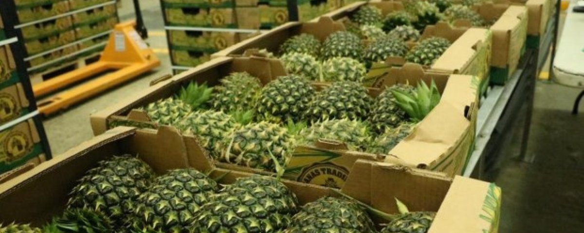  Panama starts exporting pineapple to China